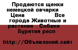 Продаются щенки немецкой овчарки!!! › Цена ­ 6000-8000 - Все города Животные и растения » Собаки   . Бурятия респ.